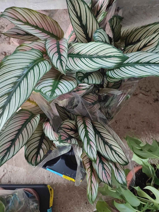 Calathea whitestar