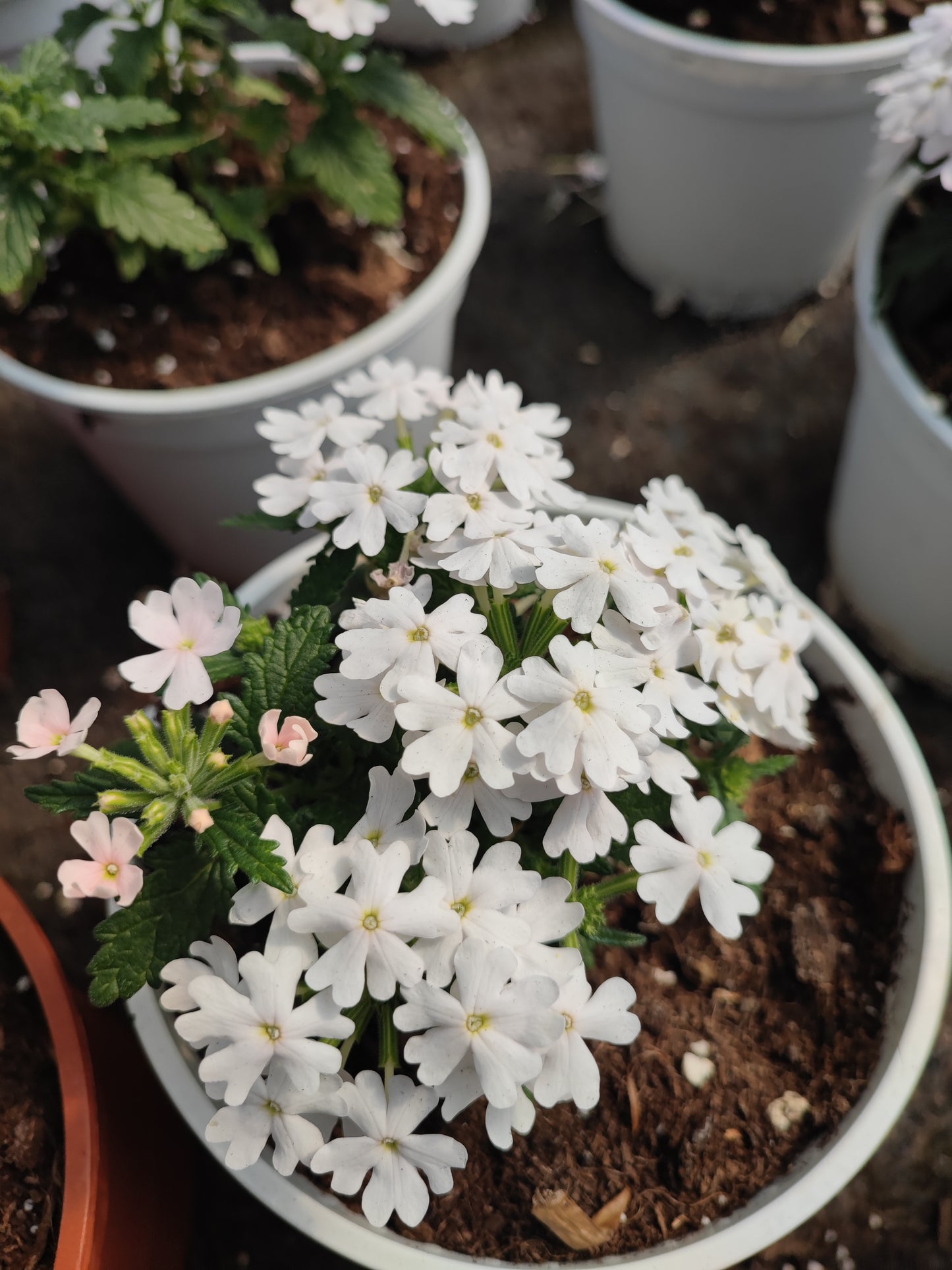 Verbena