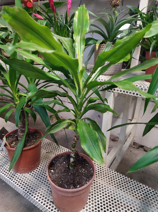 Dracaena Fragrans ‘Massangeana