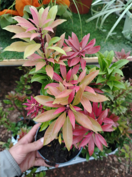Pieris japonica