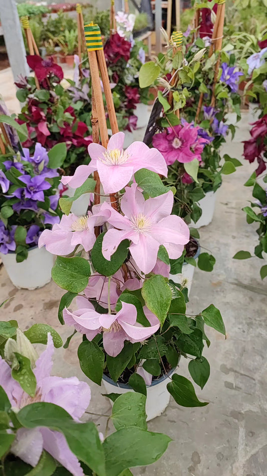 Clematis boulevard