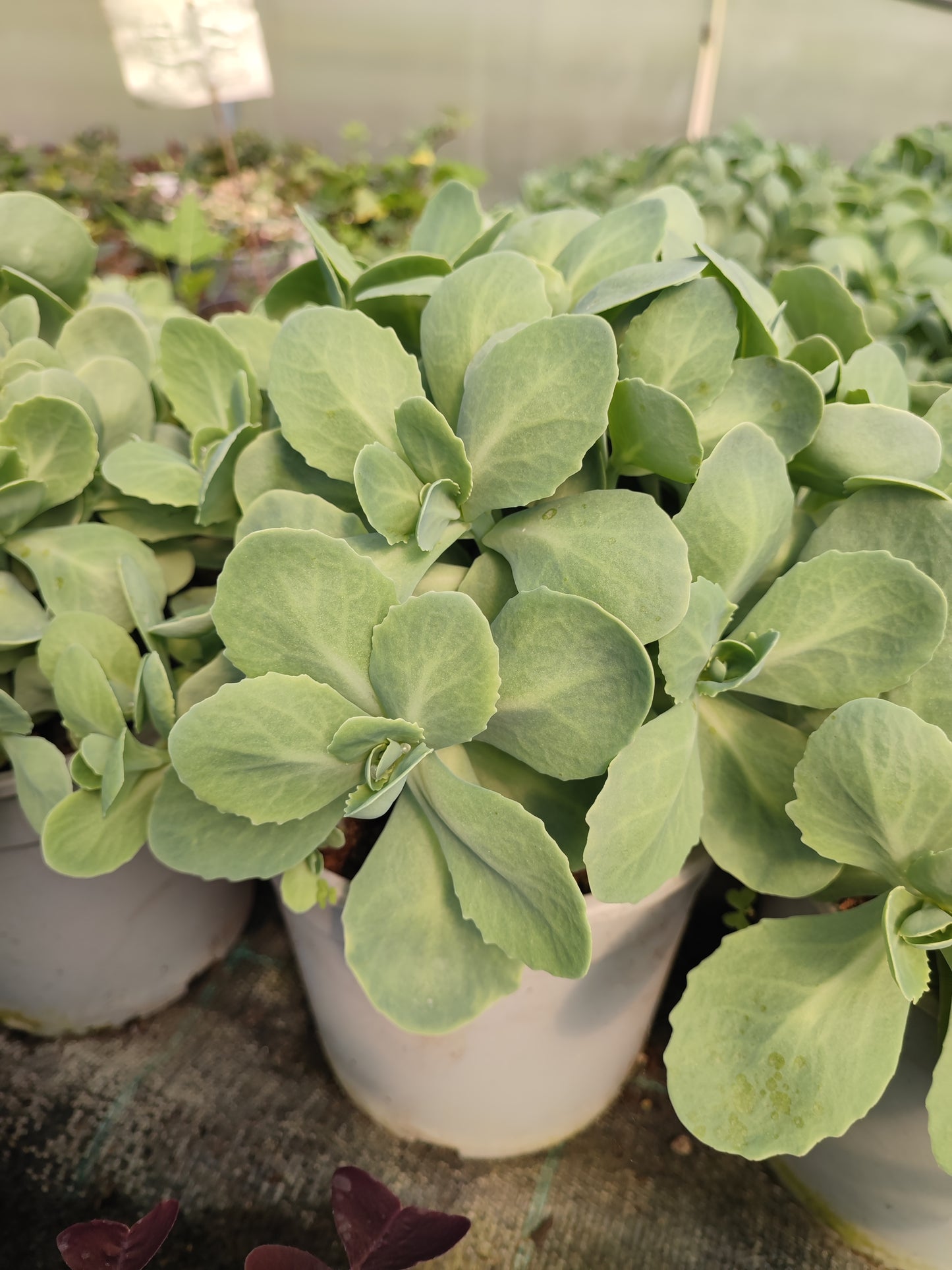 Sedum spectabile - Valmaflor