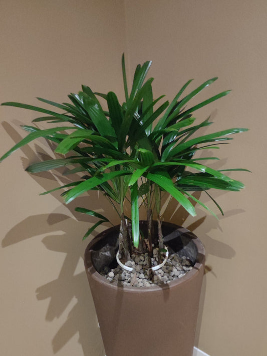 Rhapis excelsa