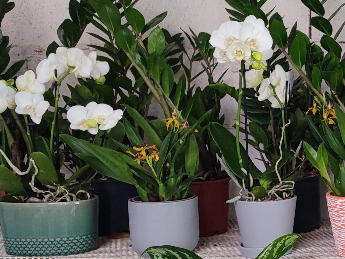Phalaenopsis