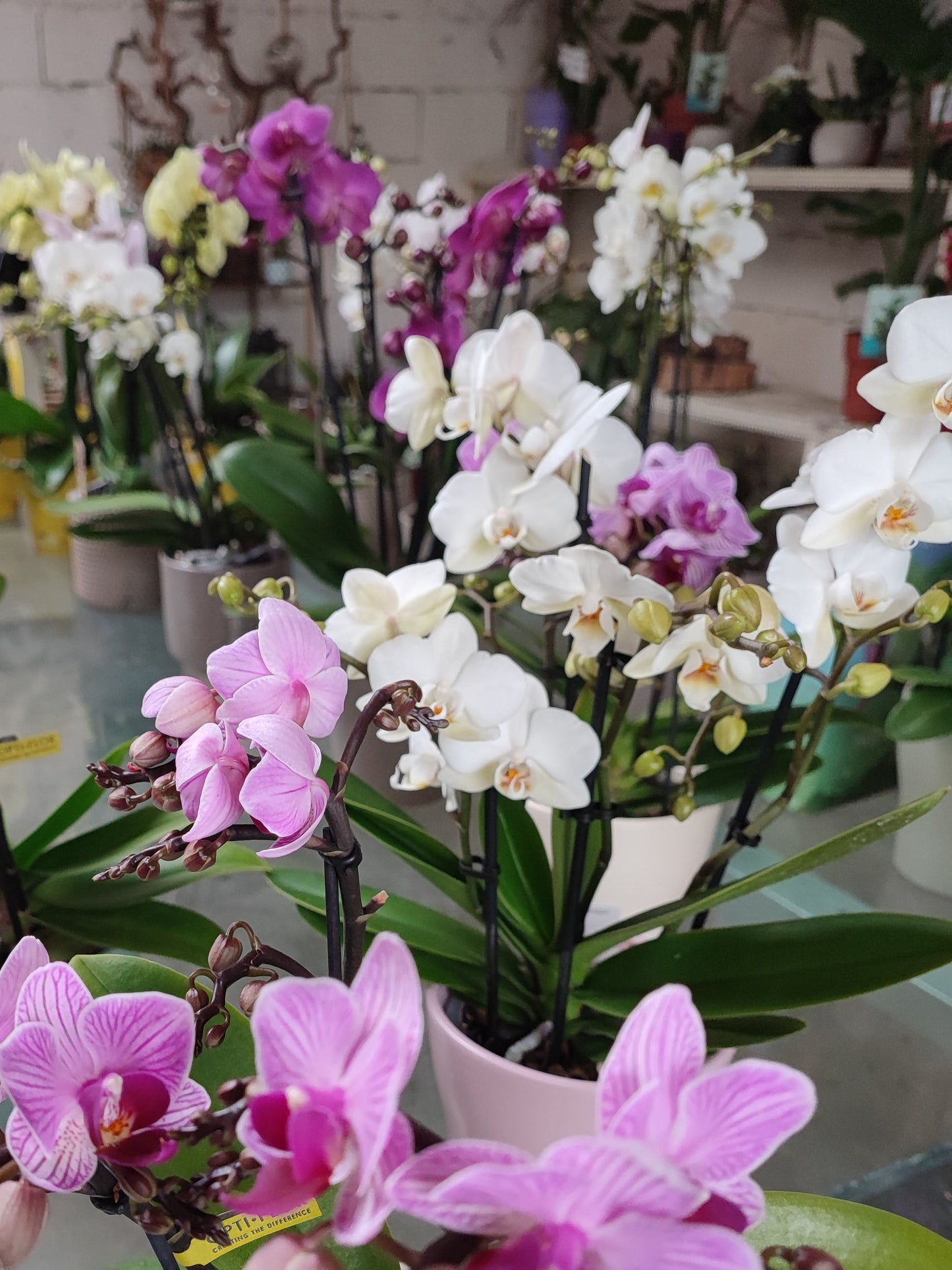 Orchidea phalaenopsis