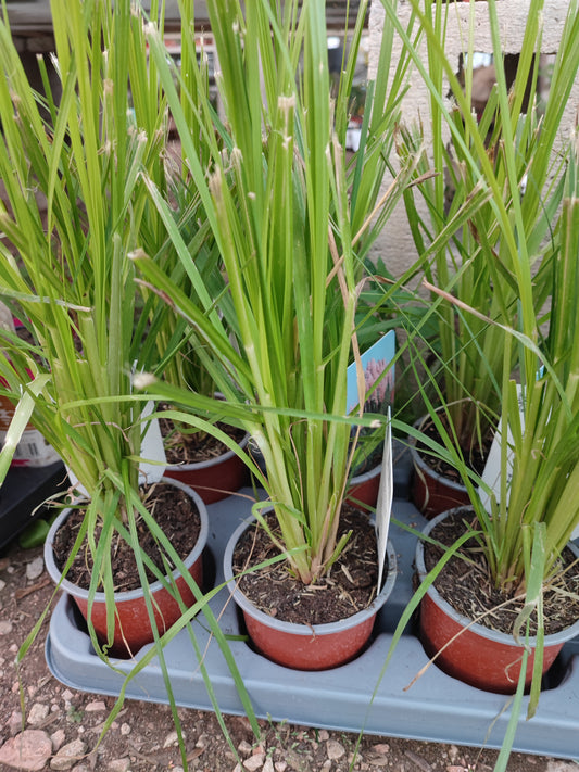 Cortaderia Selloana Pink