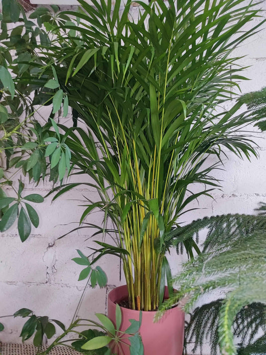 Dypsis lutescens – Palma Areca