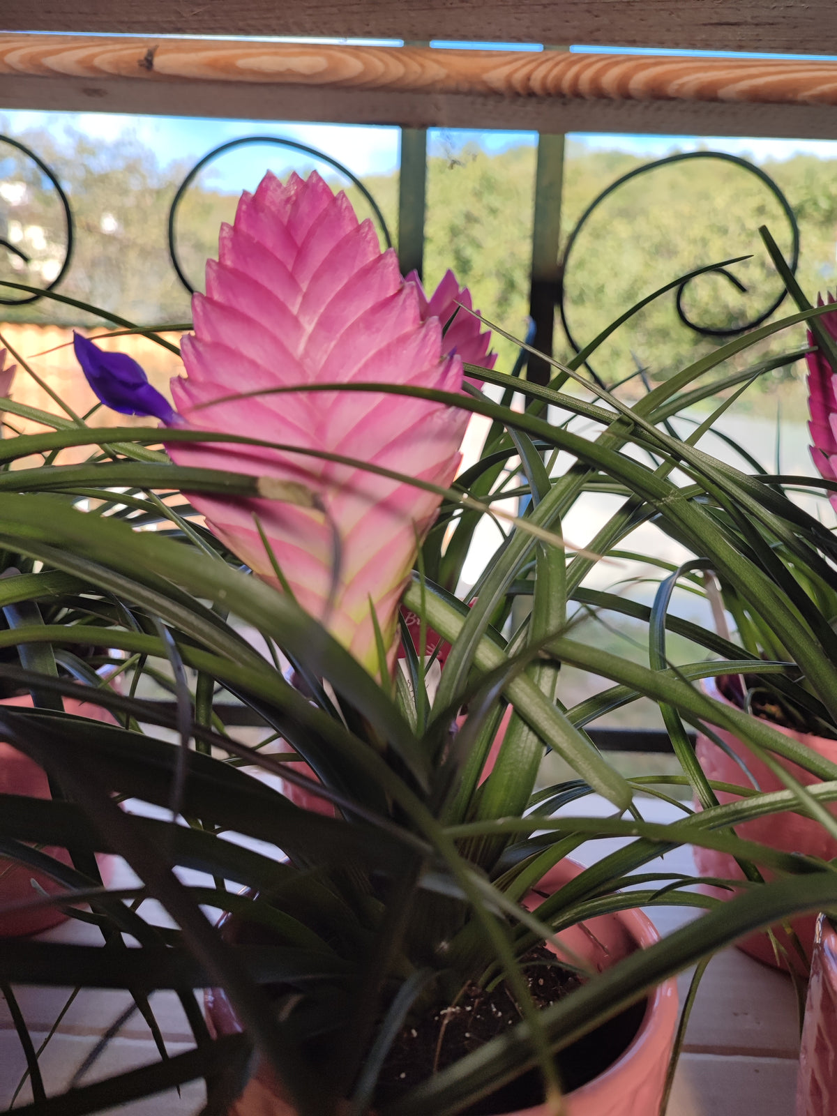 Tillandsia cyanea anita
