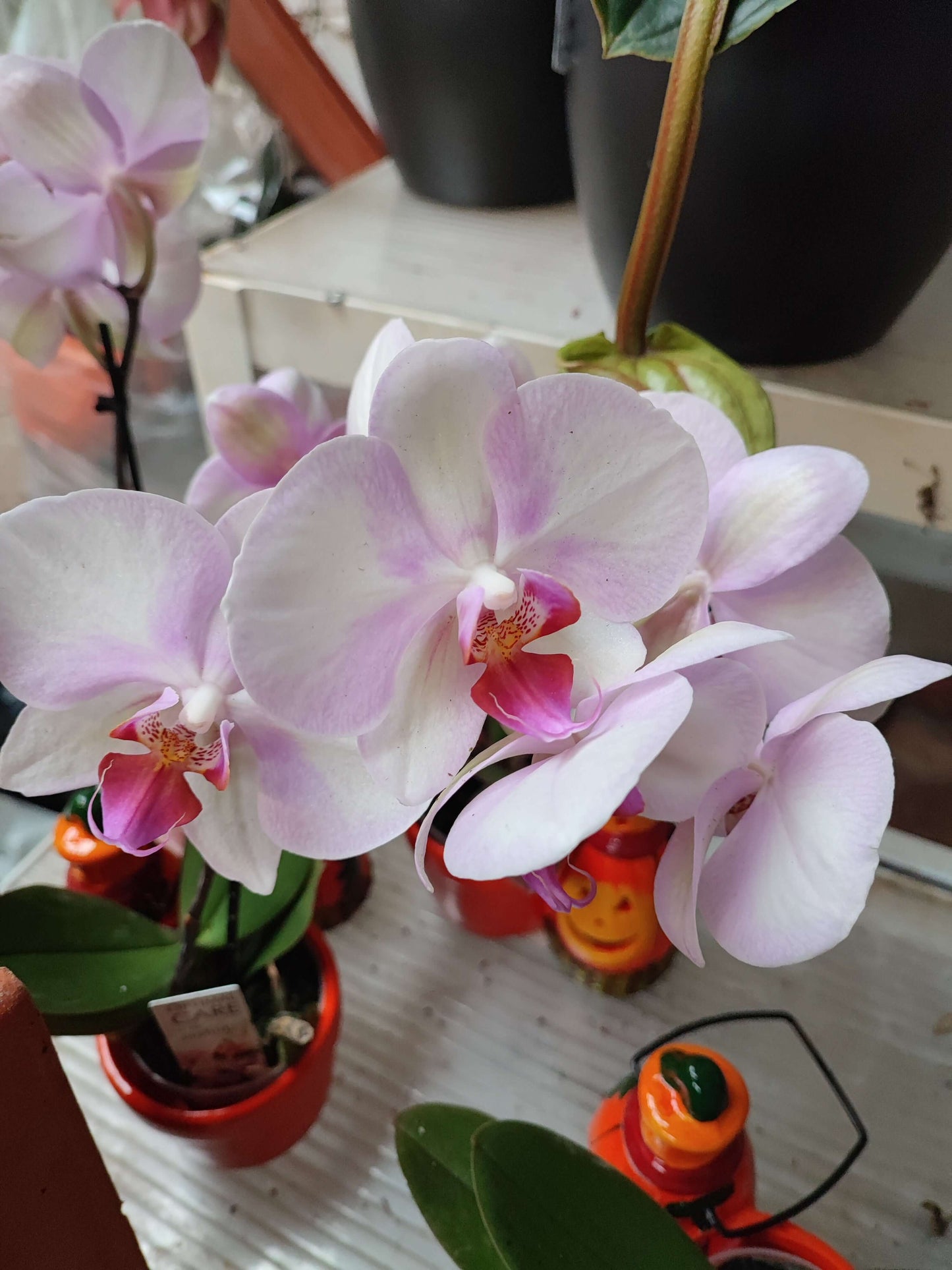 Orchidea mini - Valmaflor