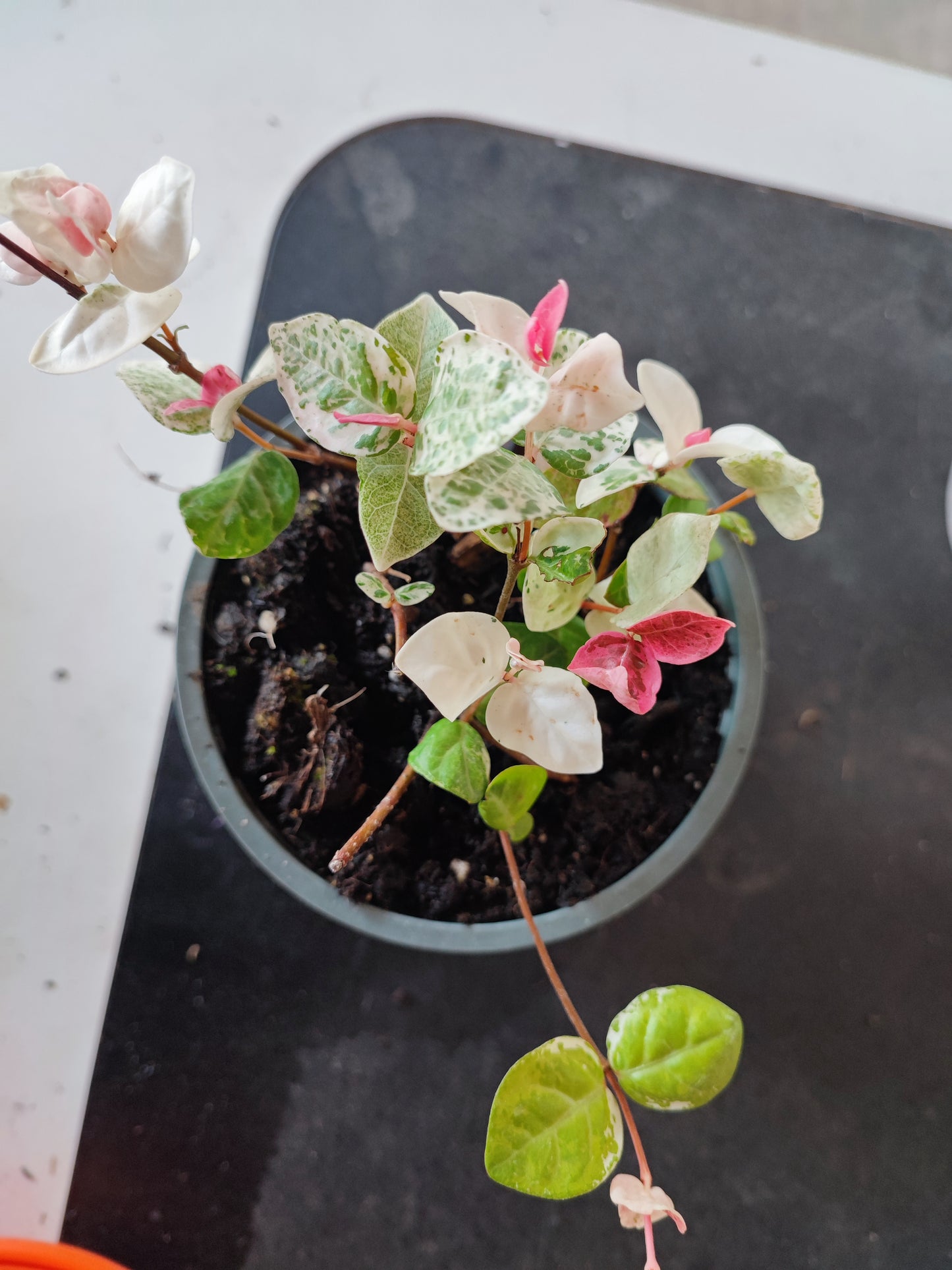 Trachelospermum Tricolor