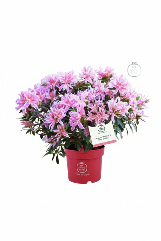 Azalea japonica pink spider