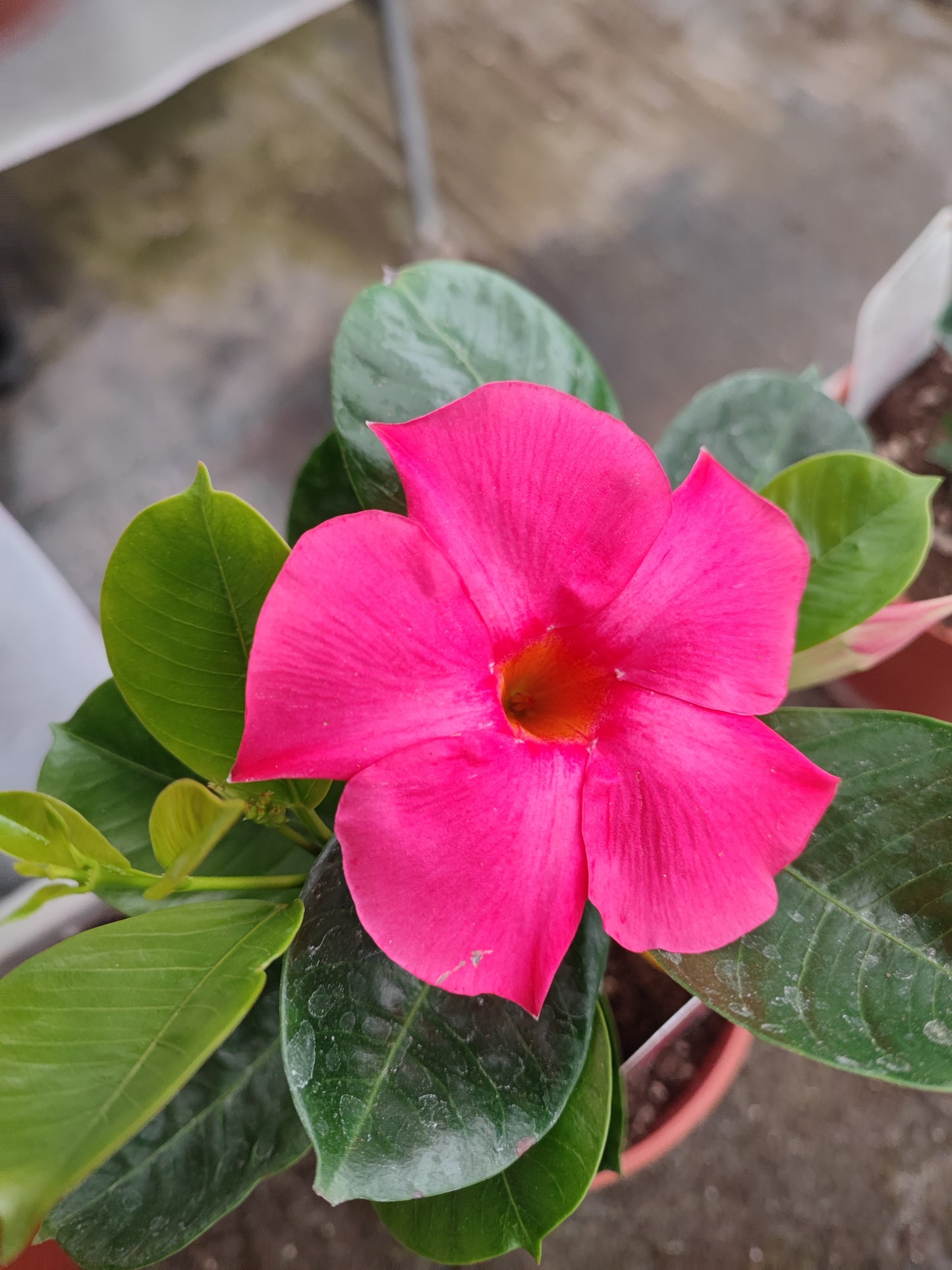 Dipladenia Sudanville