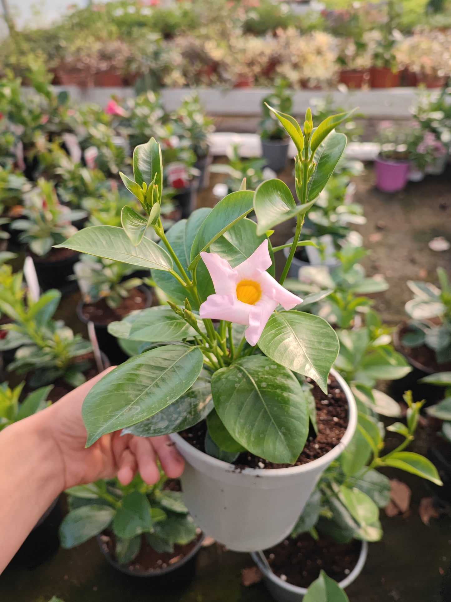 Dipladenia Sudanville