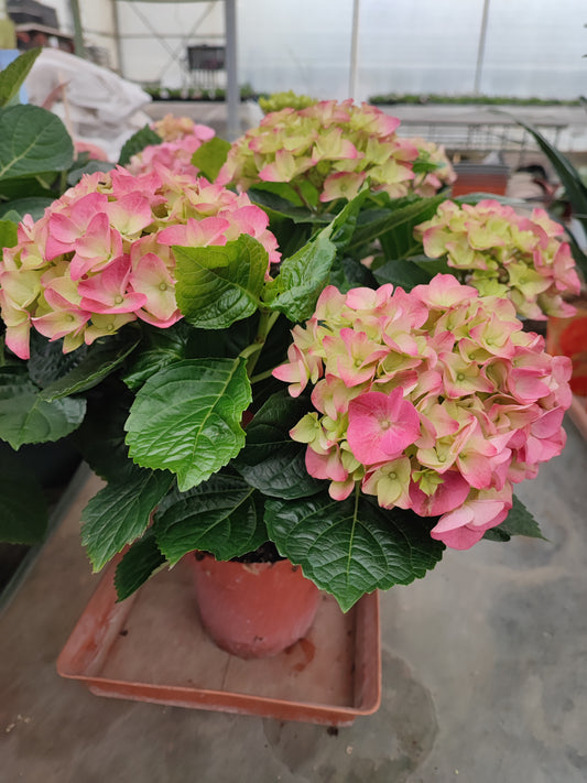 Hydrangea macrophylla High River Pink