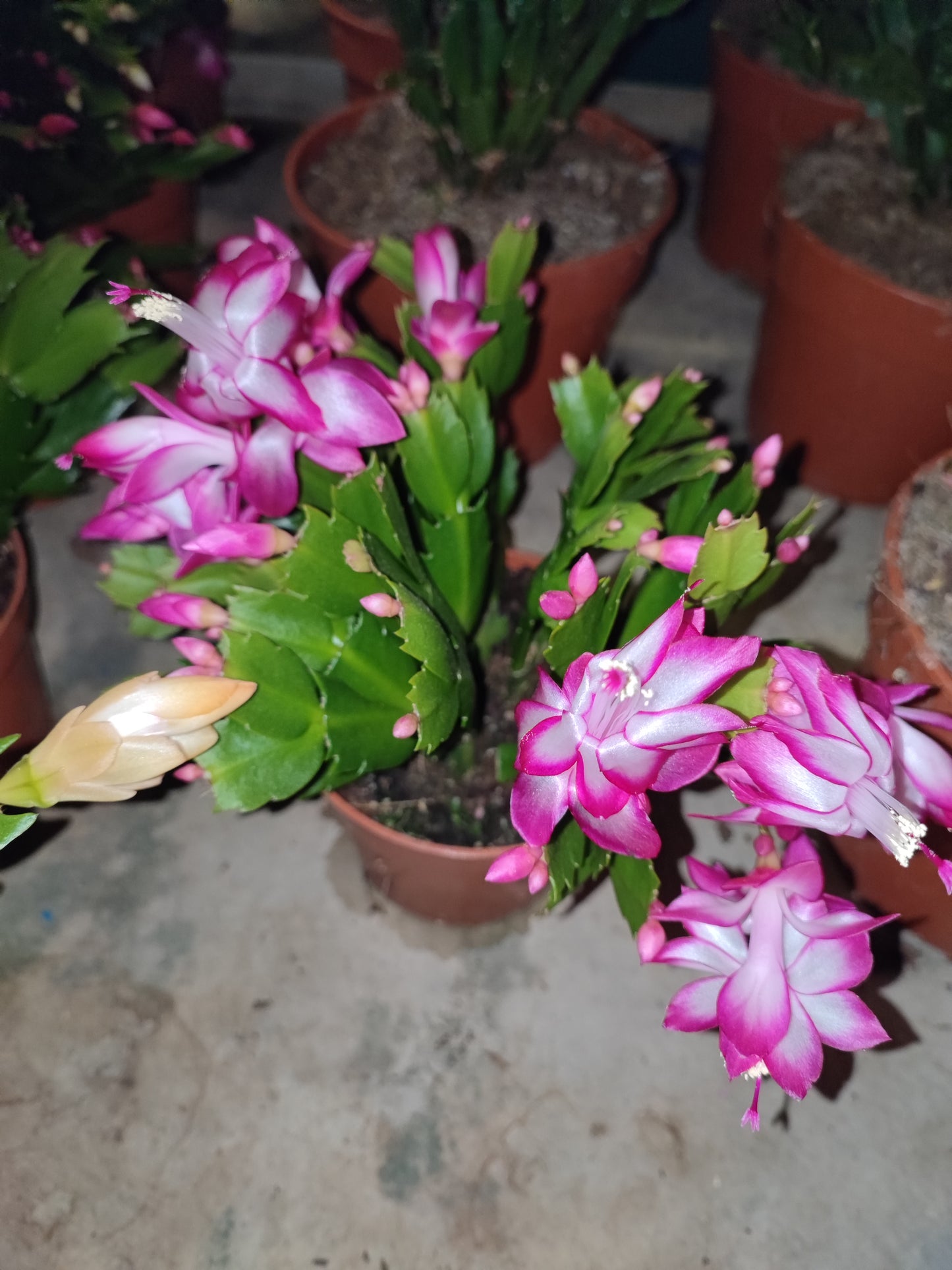 Schlumbergera