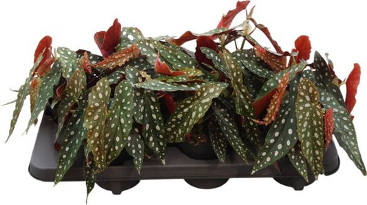Begonia maculata