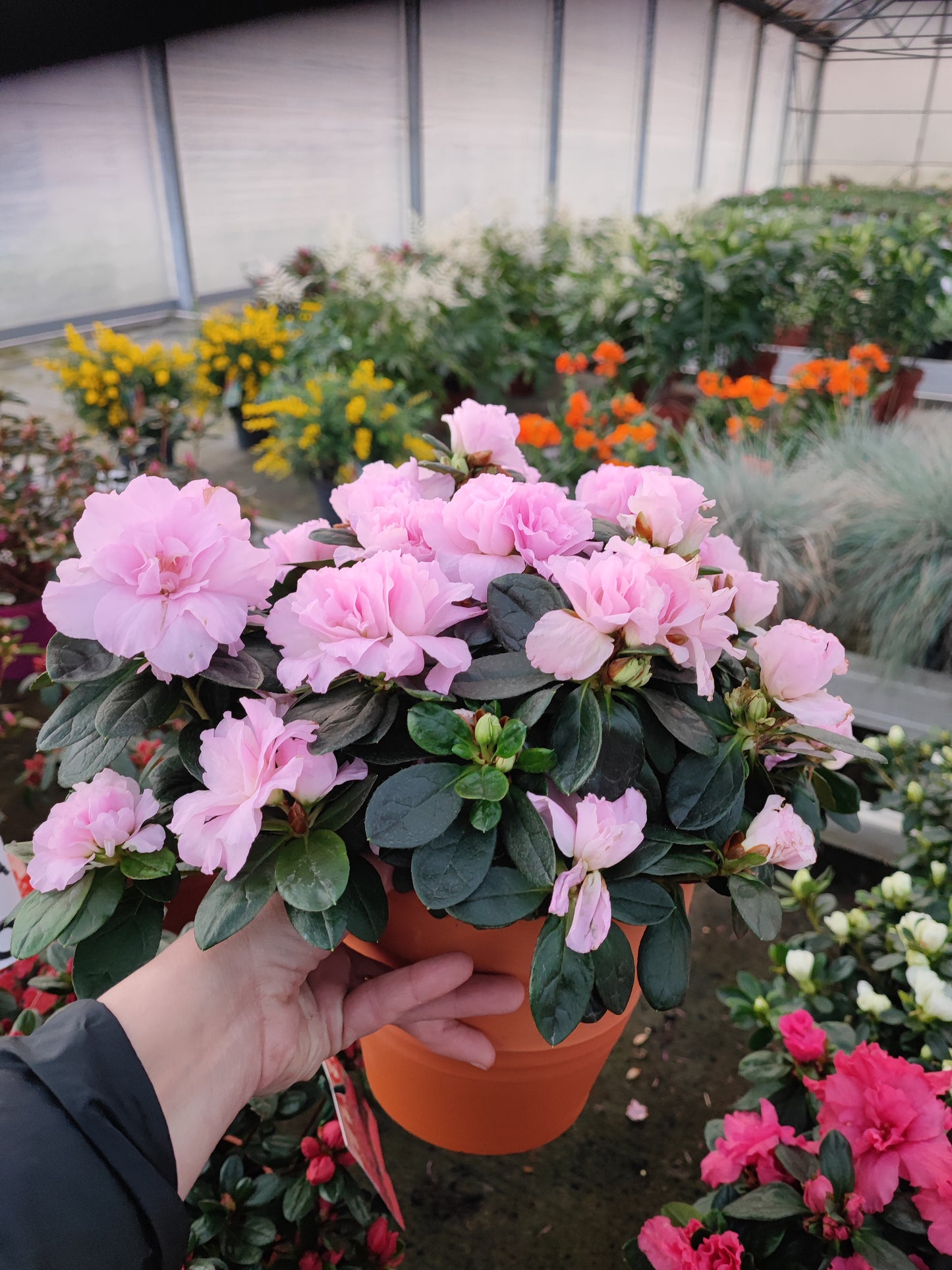 Azalea