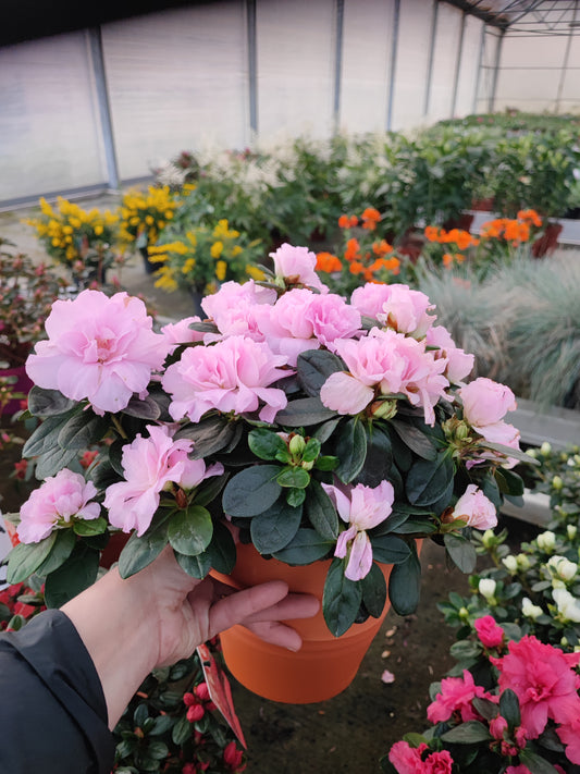 Azalea