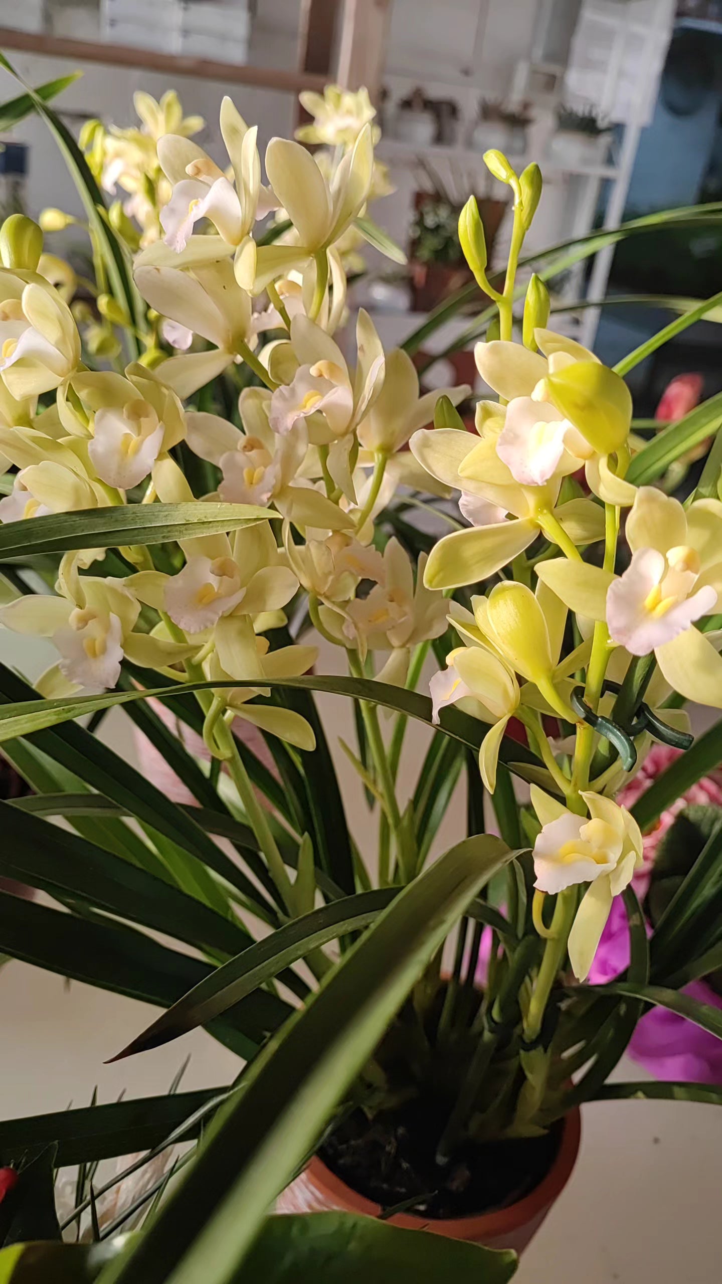 Cymbidium mint source