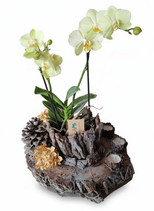 Composizione natalizia con orchidea