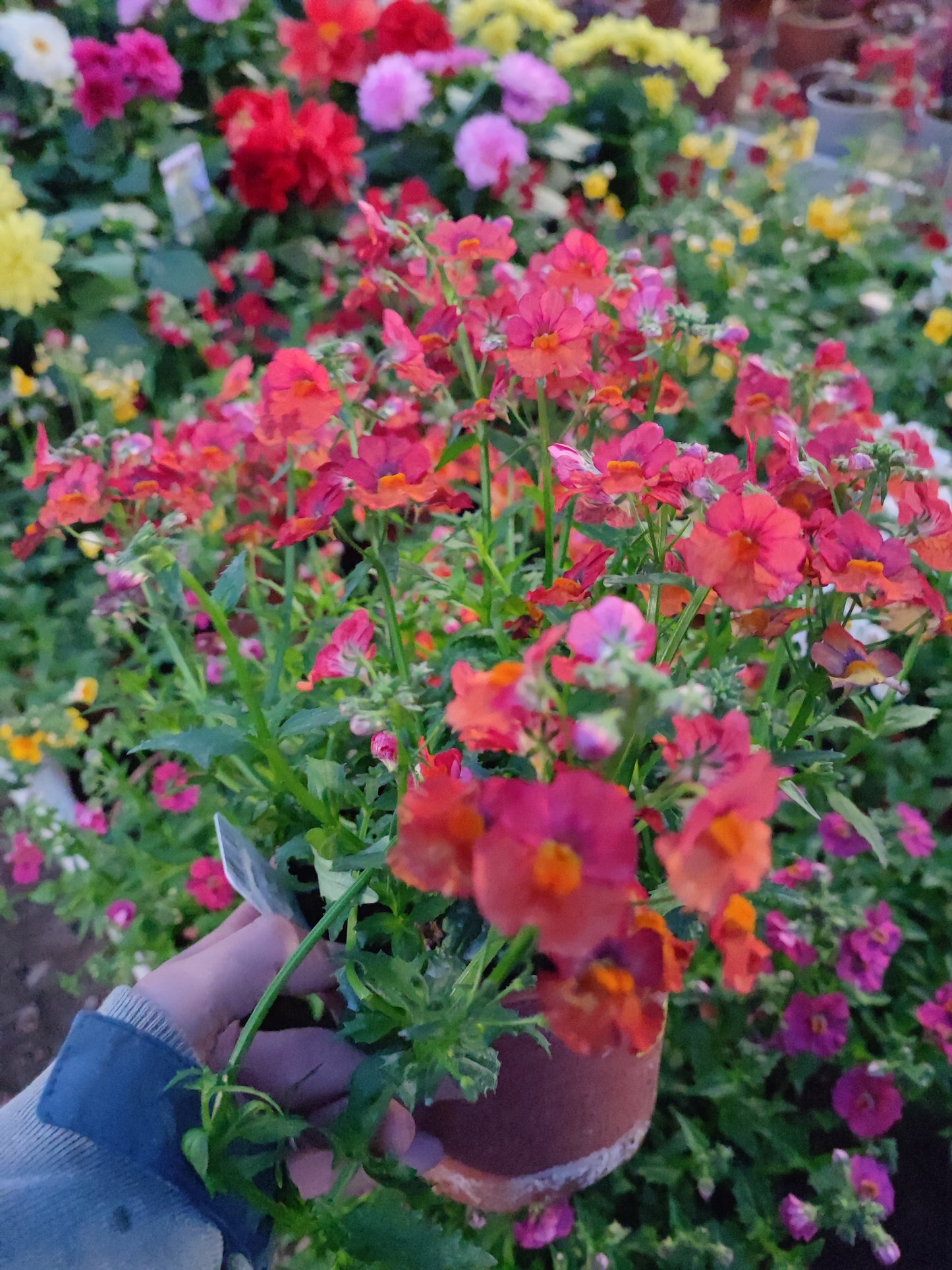 Nemesia