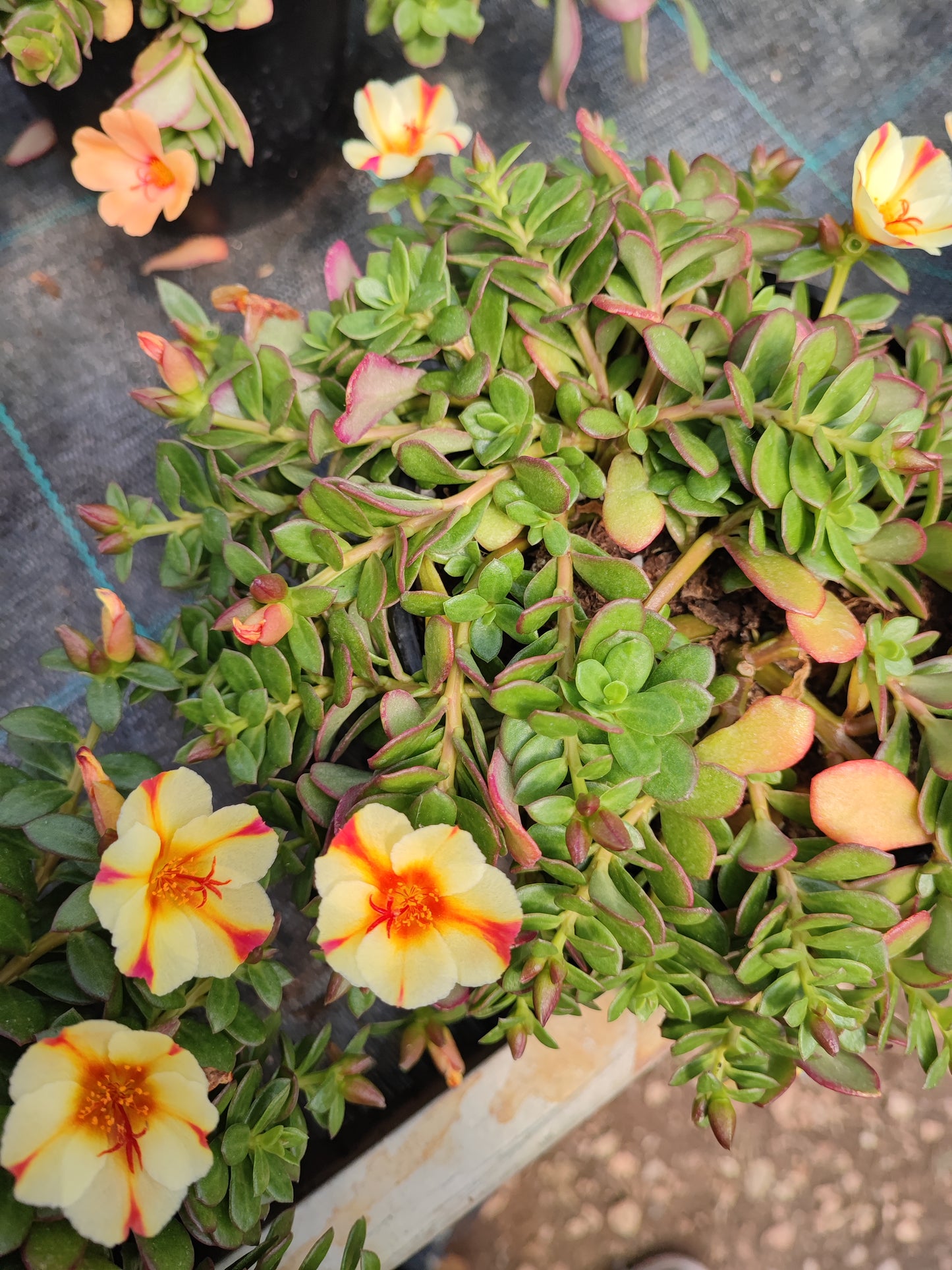 Portulaca