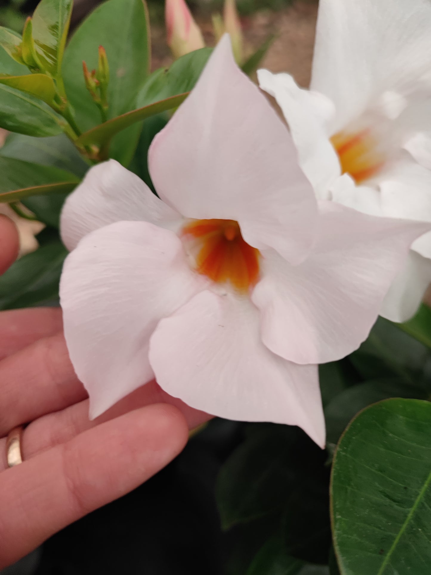 Dipladenia Sudanville