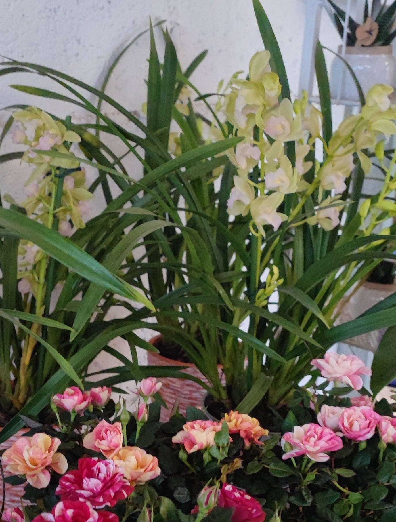 Cymbidium mint source