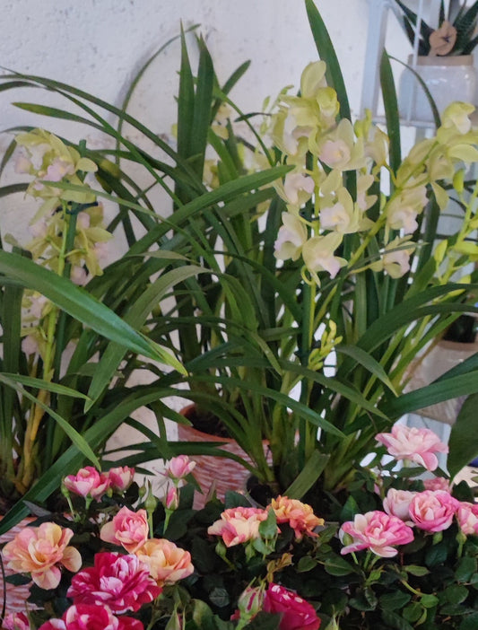 Cymbidium mint source