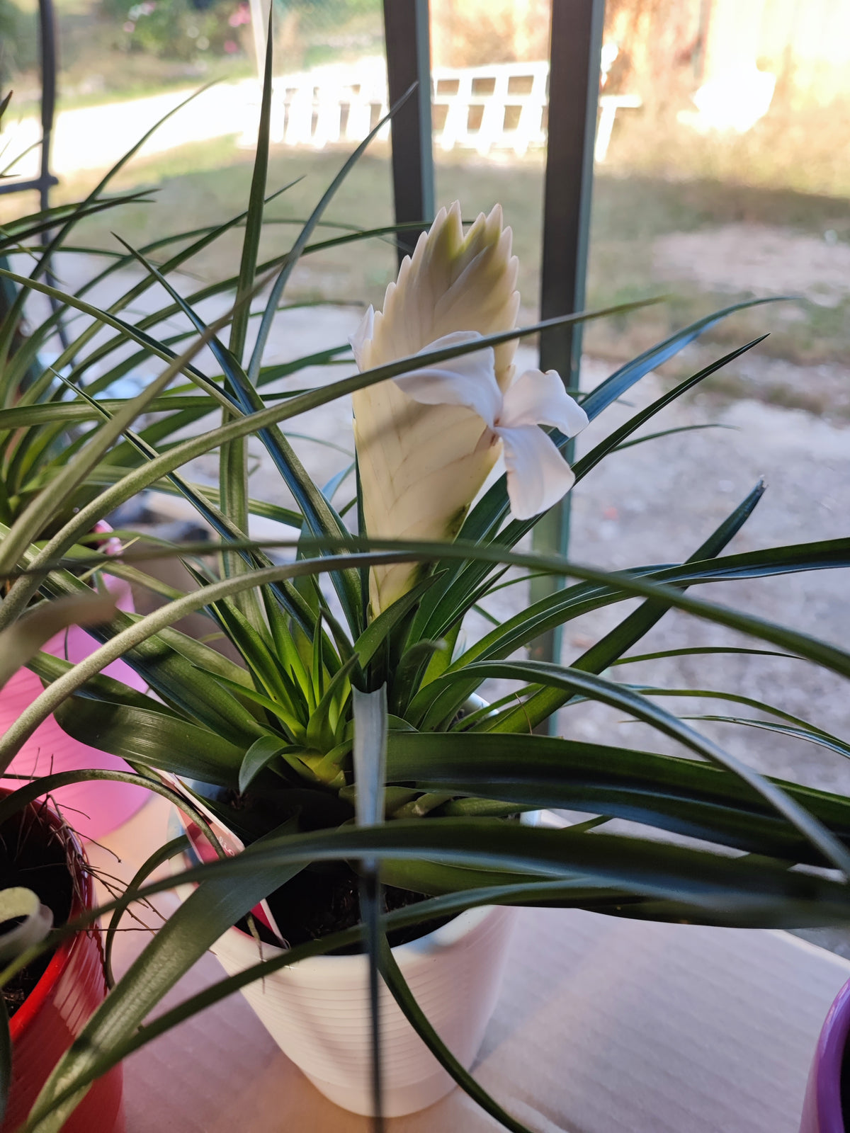 Tillandsia cyanea anita