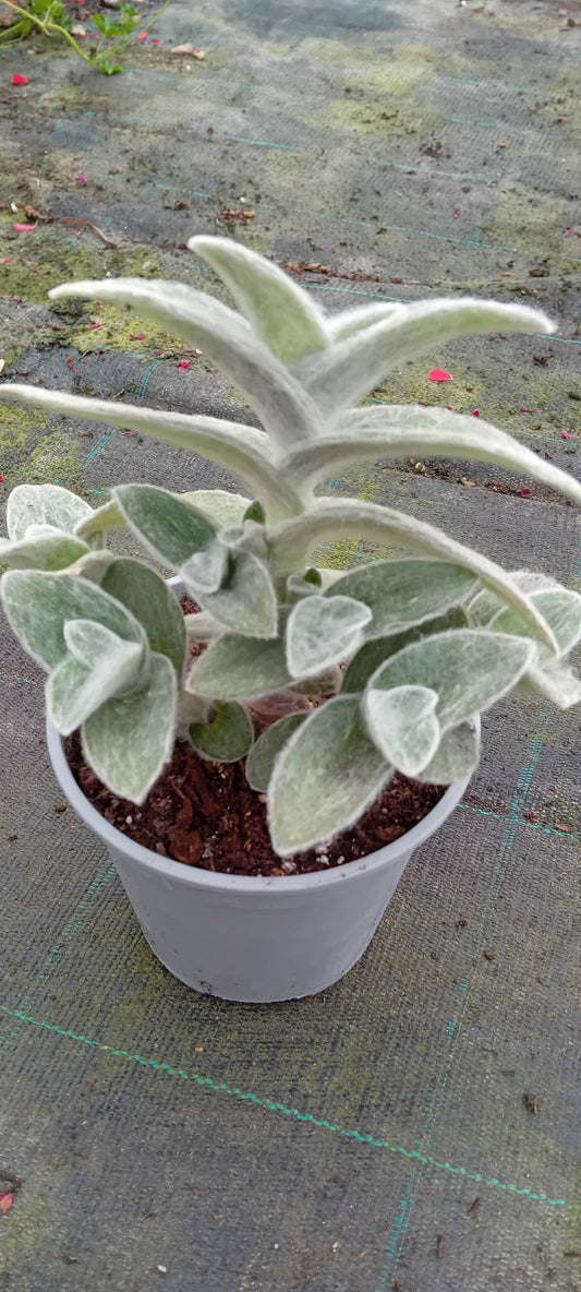 Tradescantia sillamontana