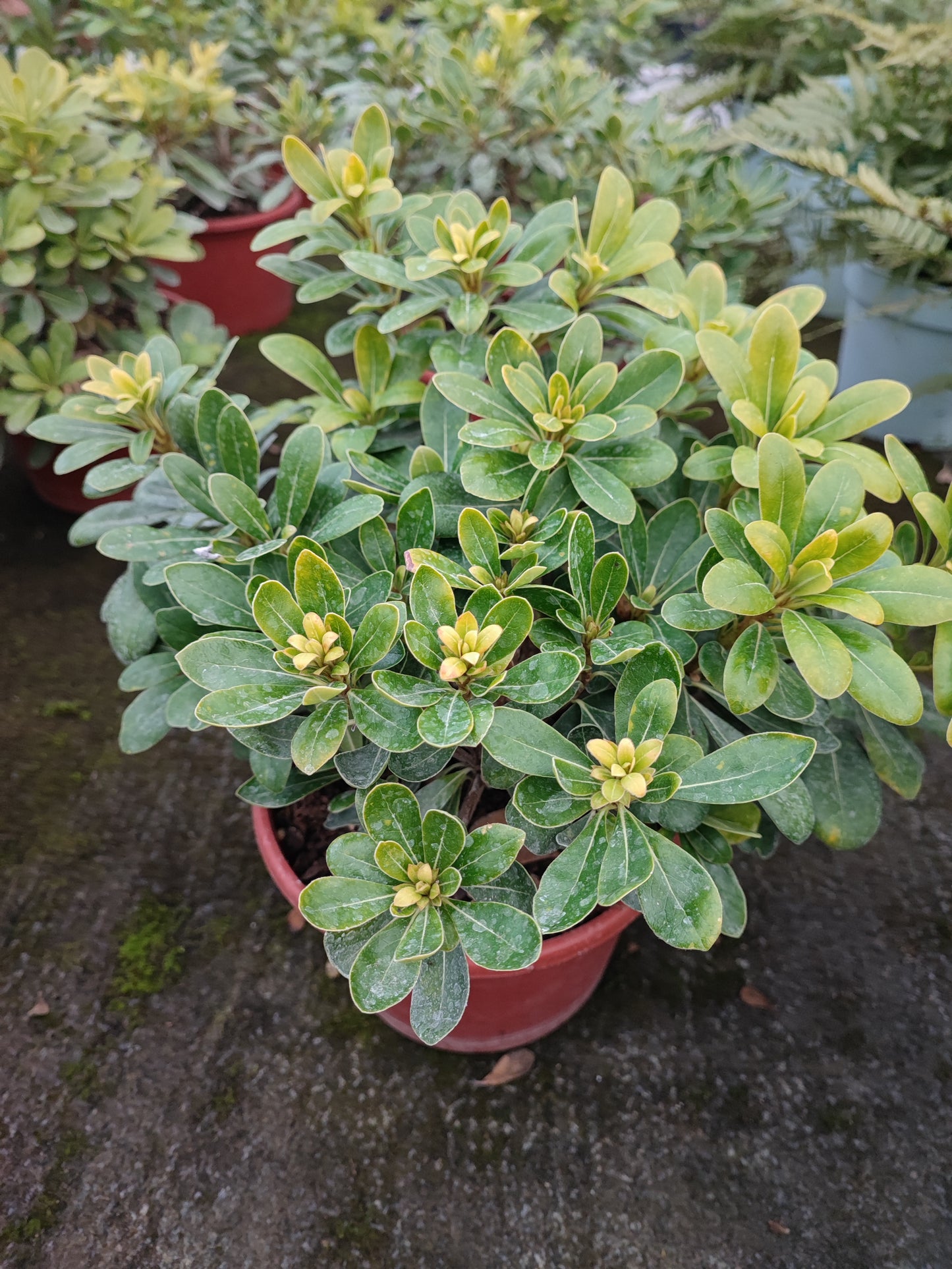 Pittosfero nano - Valmaflor