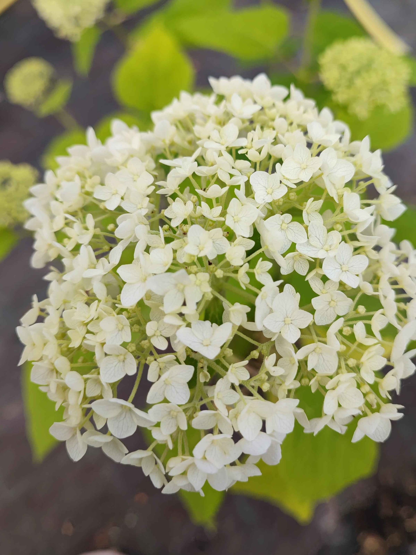 Hydrangea arborescens Annabelle