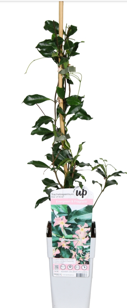 Trachelospermum jasminoides rosa