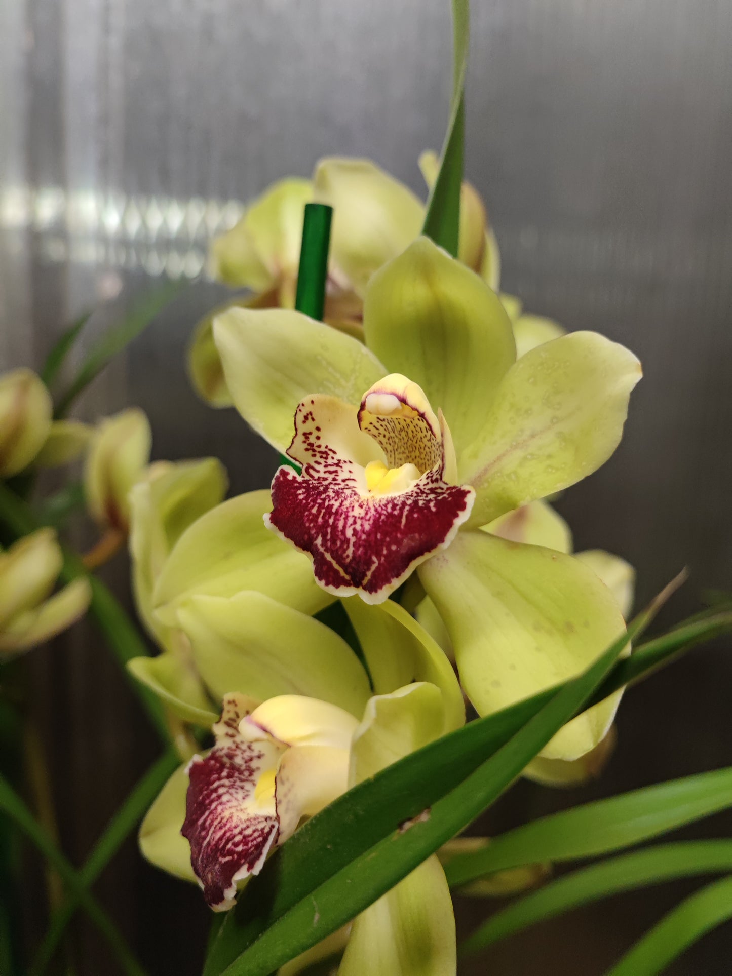 Cymbidium