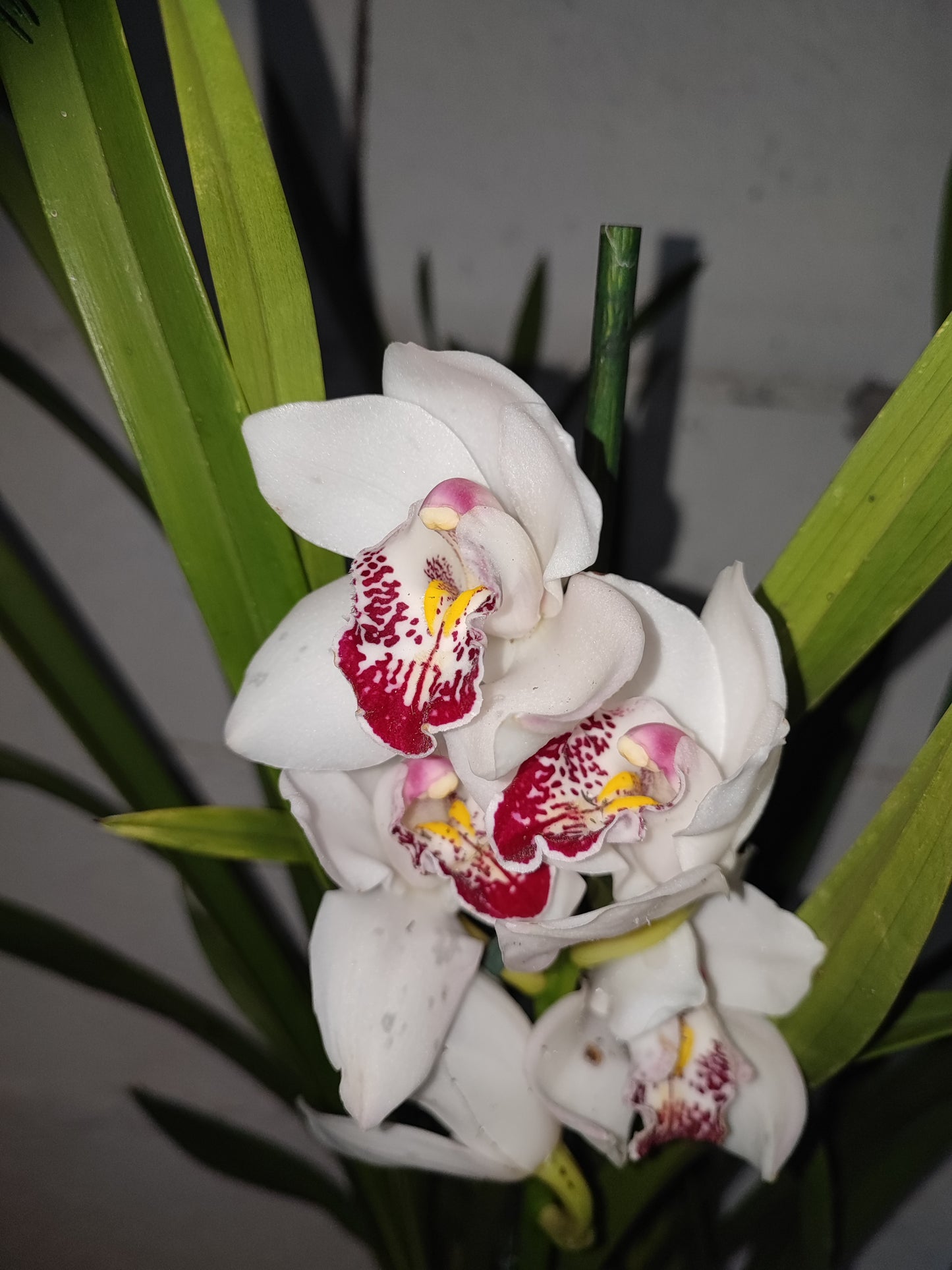 Cymbidium