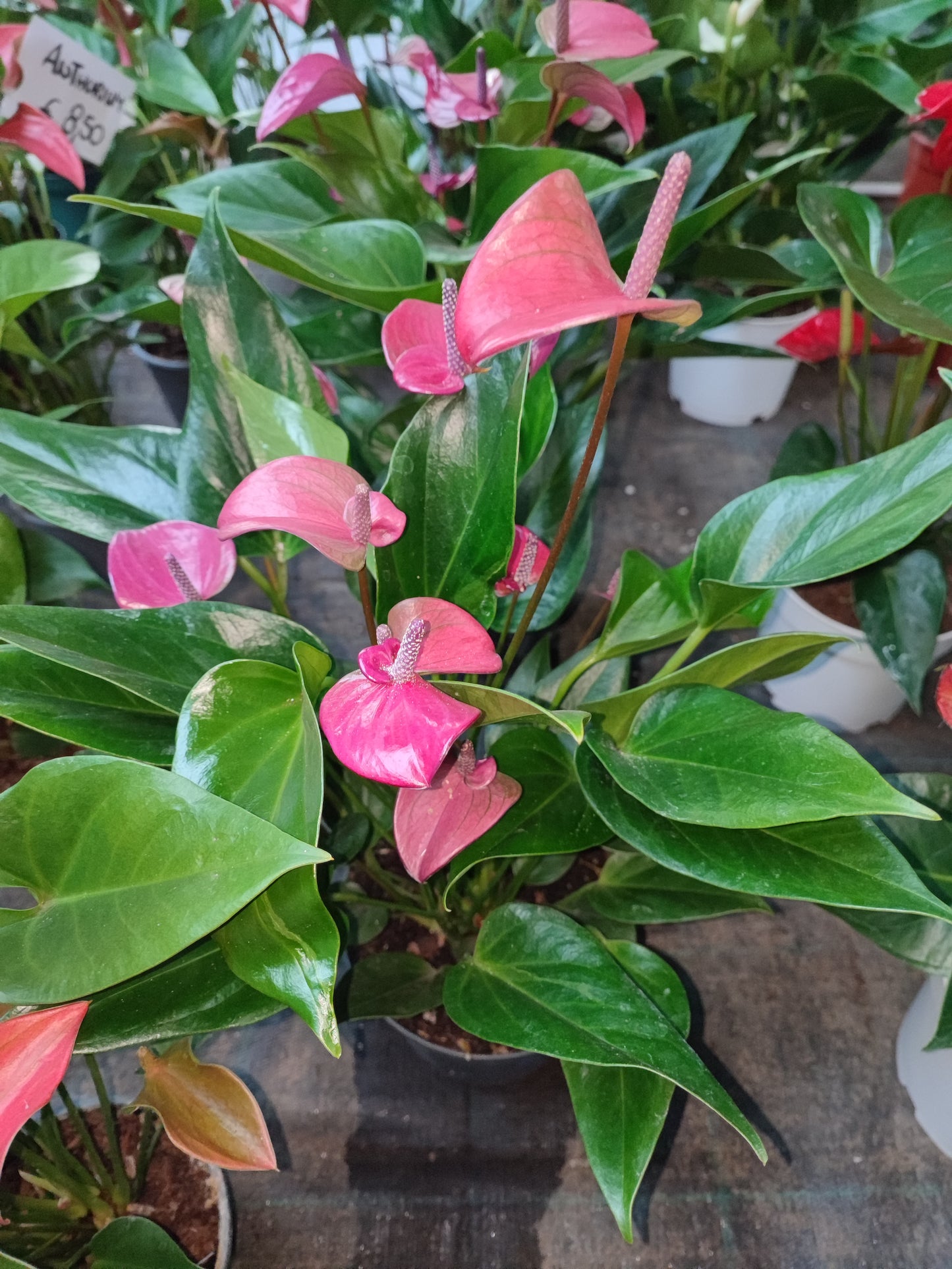Anthurium - Valmaflor