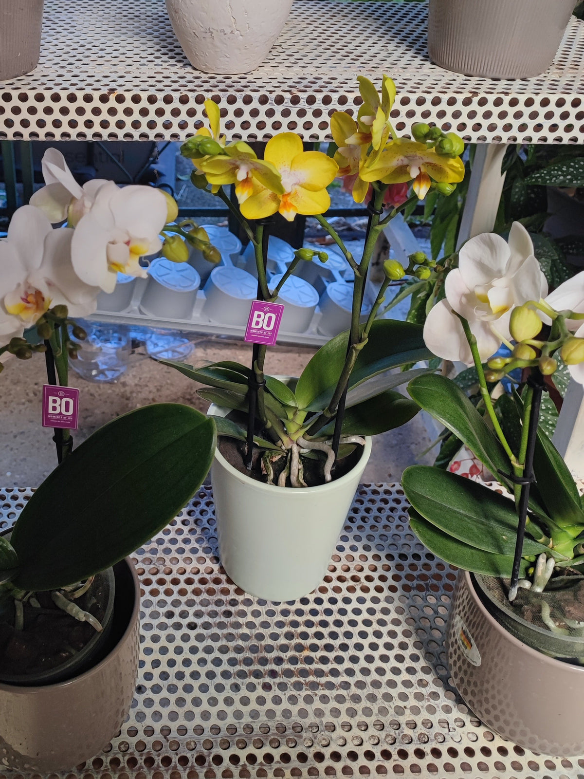 Orchidea phalaenopsis