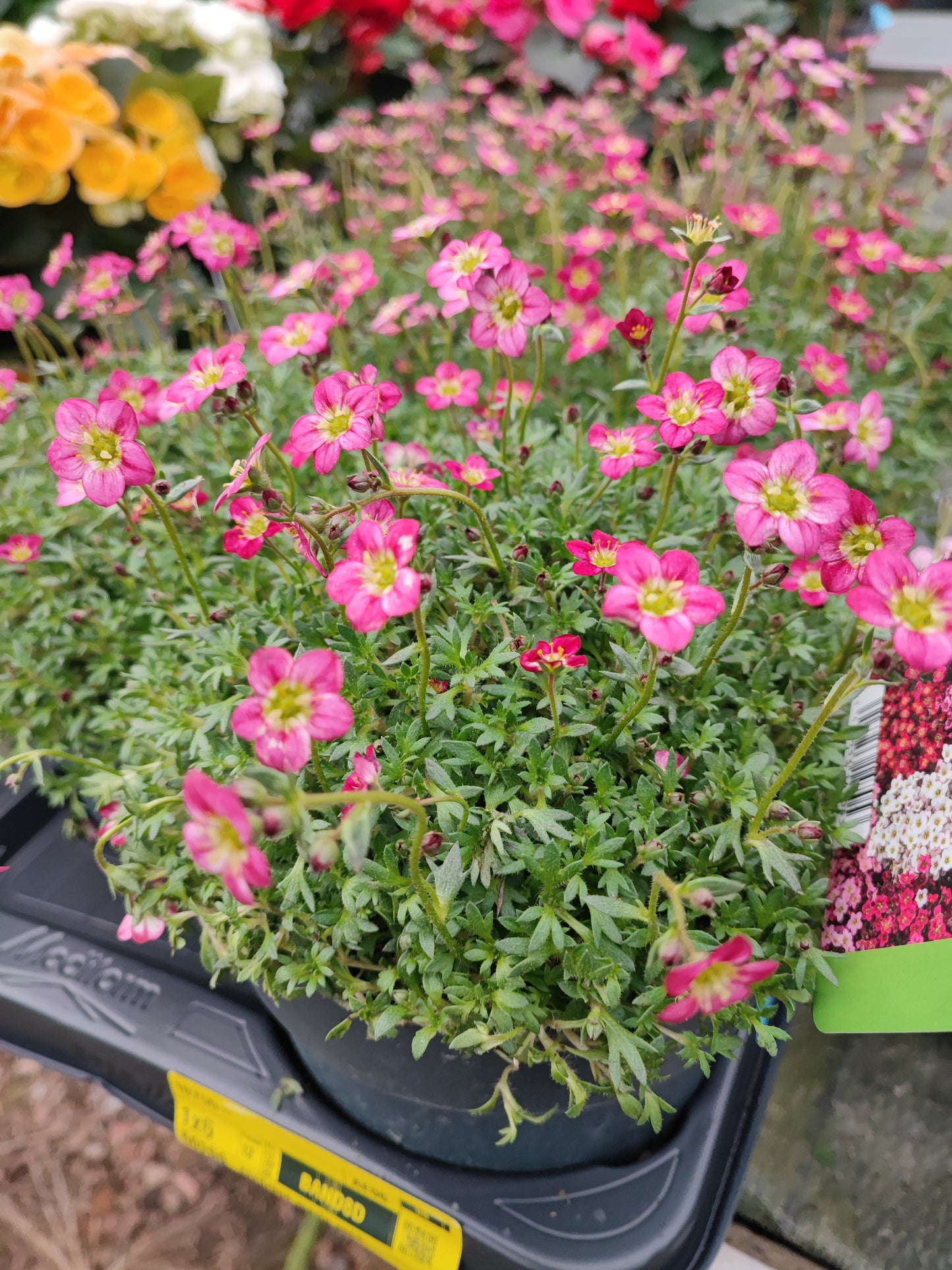 Saxifraga
