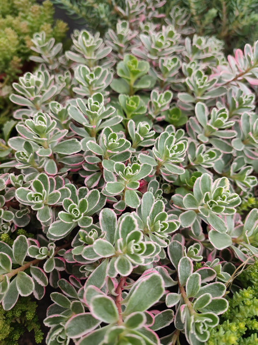 Sedum spurium tricolor