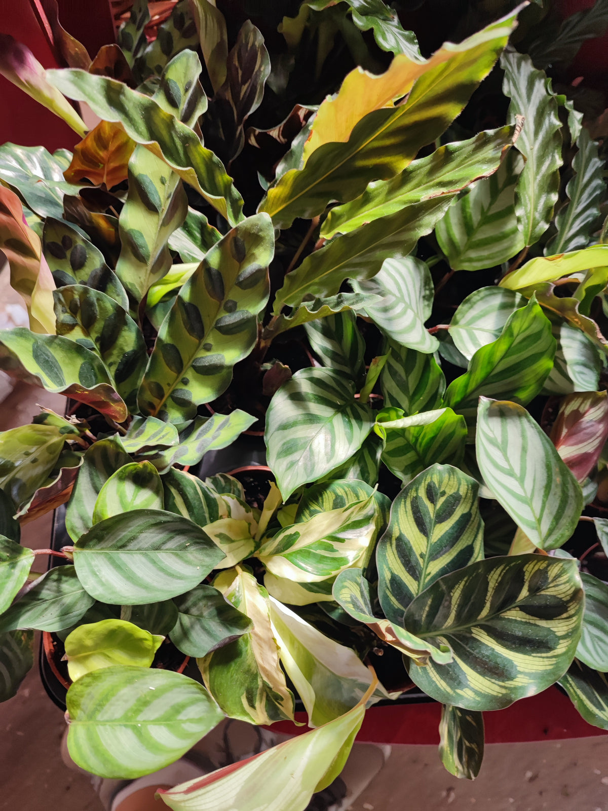 Calathea mix