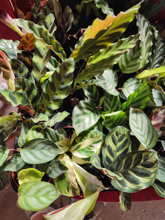 Calathea mix