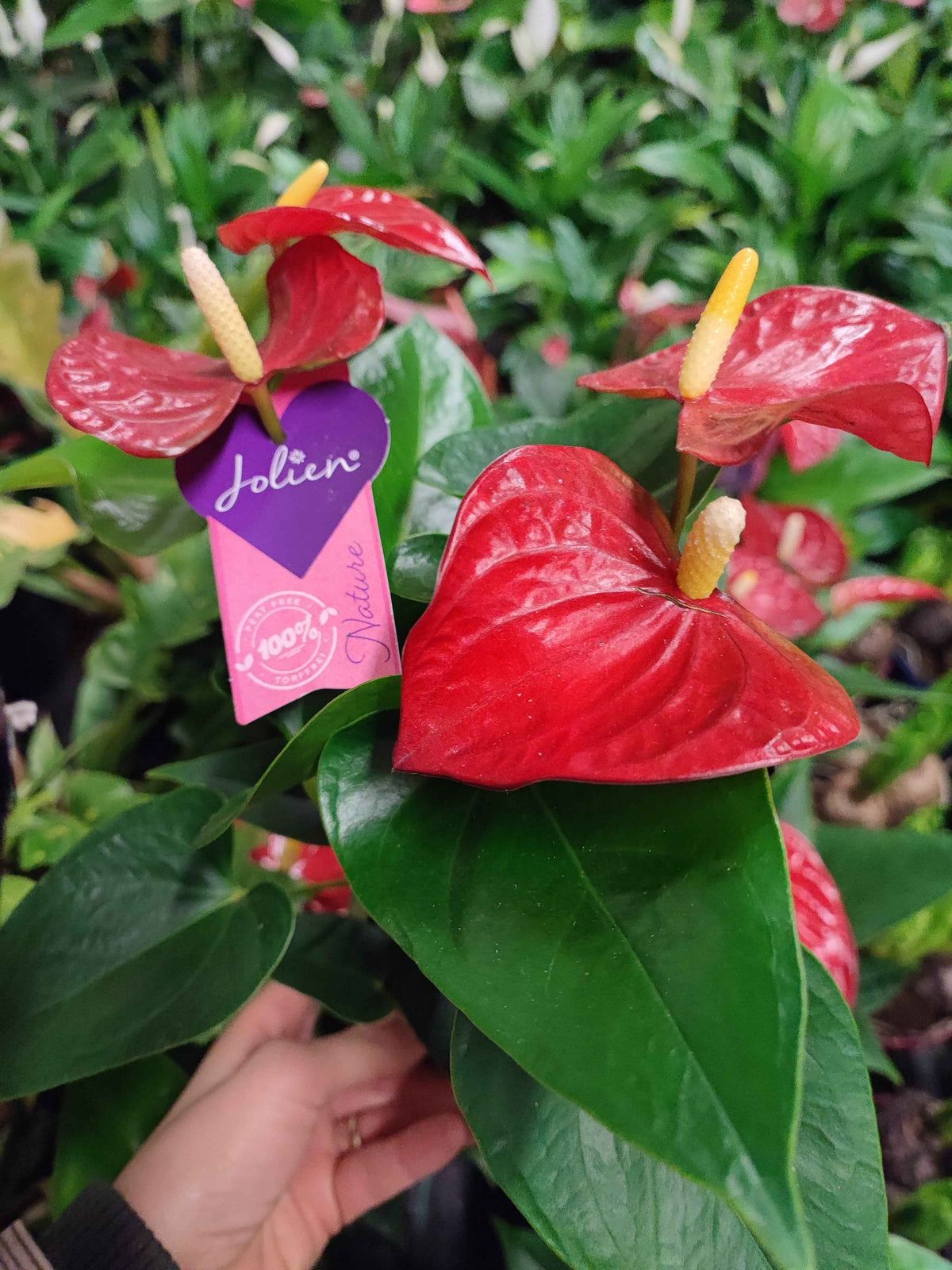 Anthurium