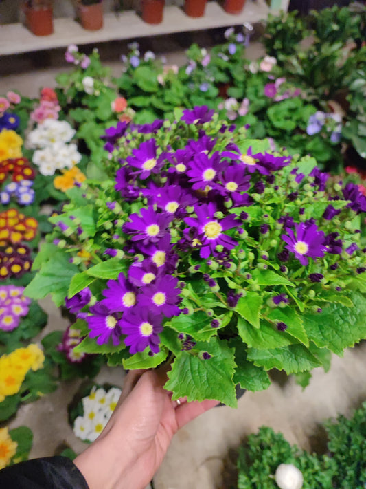 Cineraria