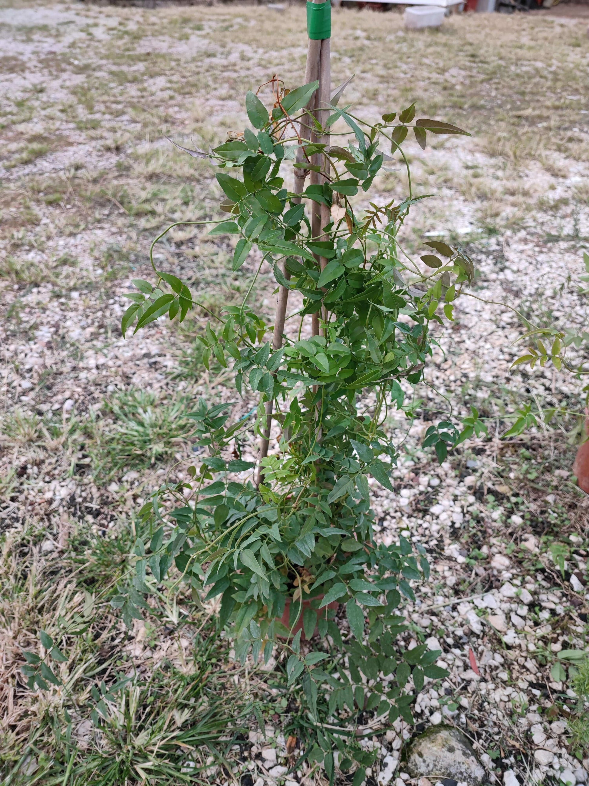 Jasminium officinalis - Valmaflor