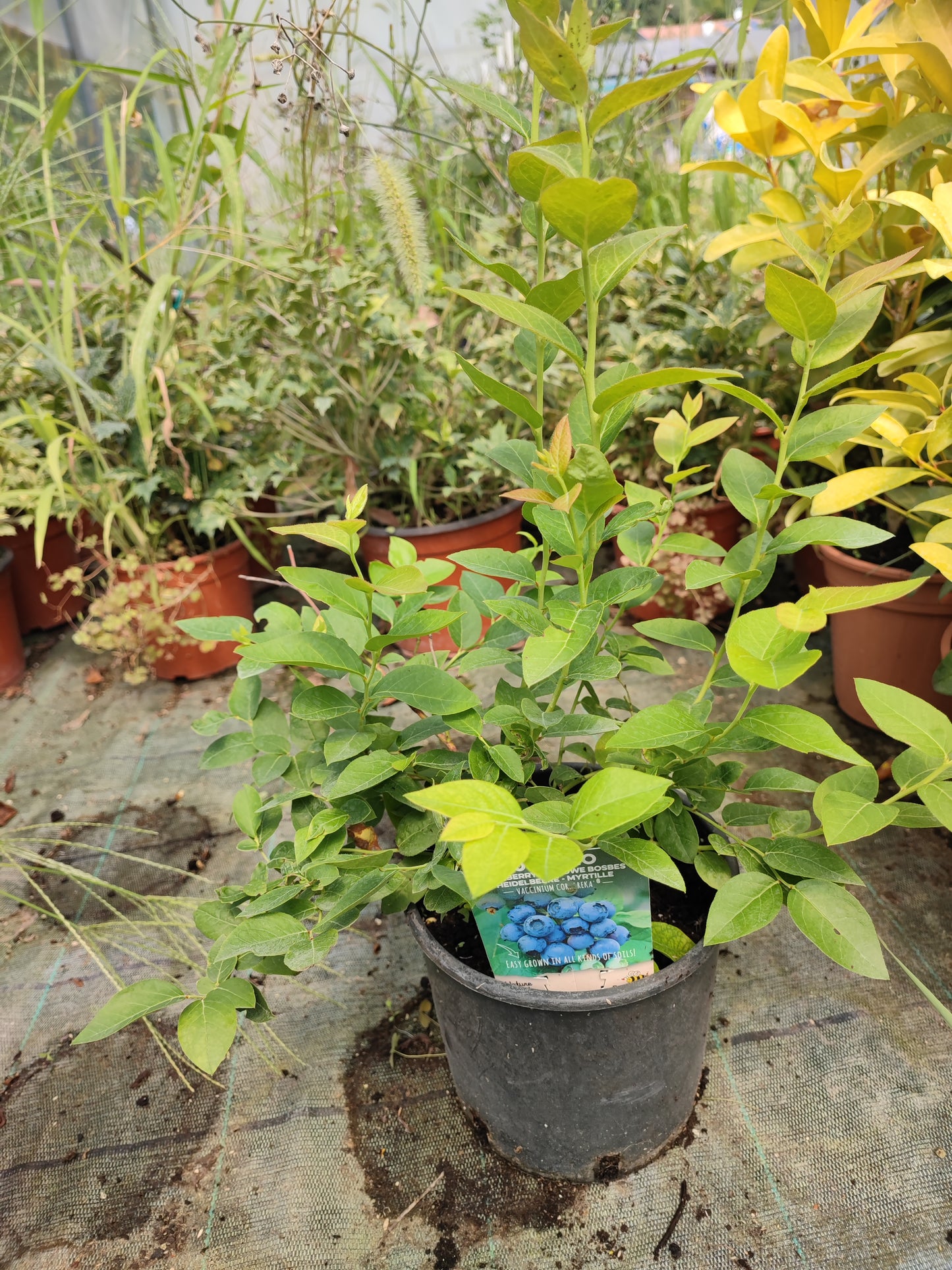 Vaccinium corymbosum Reka