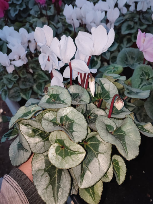 Ciclamino super serie picasso