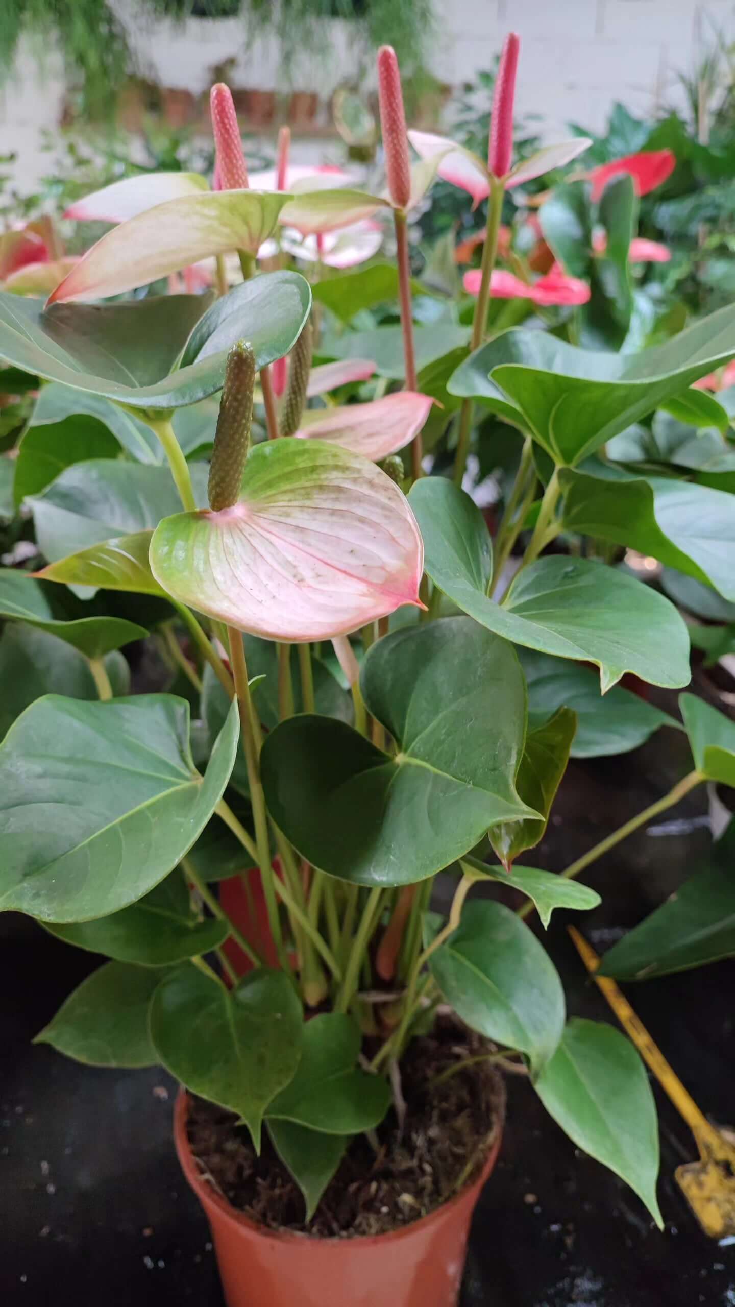 Anthurium - Valmaflor