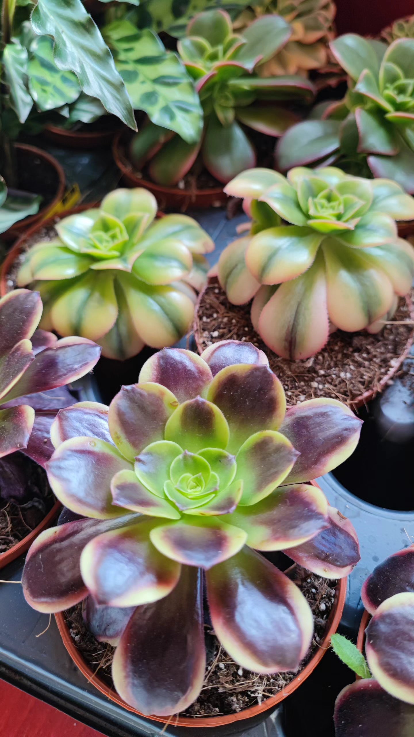 Aeonium