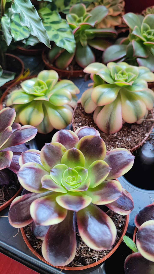 Aeonium